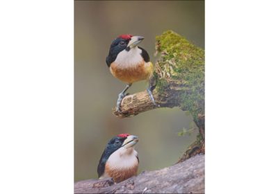 Finca-Las-Margaritas-Avistamiento-de-Aves
